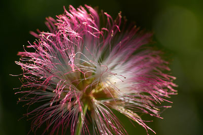 Close-up of pink flower