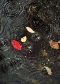 High angle view of koi floating in water