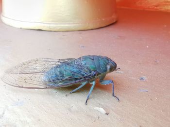 High angle view of insect on land