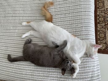 High angle view of cat sleeping white and gray cat cute 