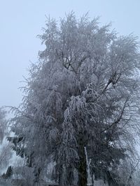 Low angle view of frozen tree against sky