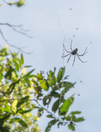 Close-up of spider on web