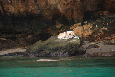 View of cat resting on rock formation