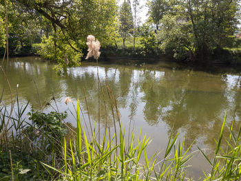 View of a lake