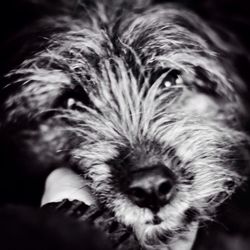 Close-up portrait of dog
