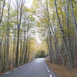 Empty road amidst trees in forest