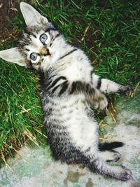 Cat looking away on field