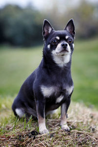 Short-haired chihuahua breed dog of dark gray color. chihuahua dog portrait outside in public park.