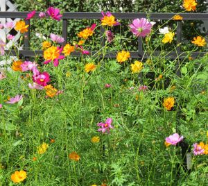 Close-up of poppies blooming in field