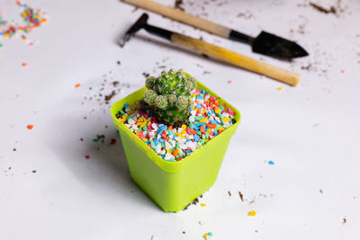 Plant the cactus in small pots. add colored stones for beauty and ready to float.