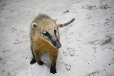 Close-up of an animal