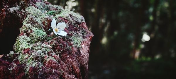 Close-up of moss on tree trunk