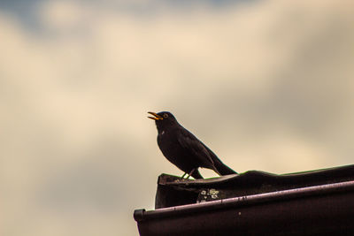 Blackbird on a roof