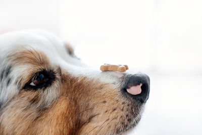 Close-up of dog