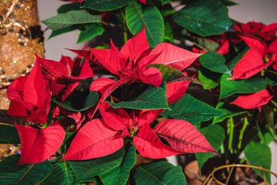 Close-up of red leaves on plant