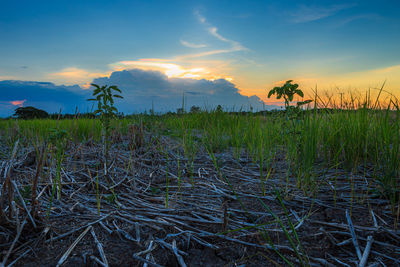 Scenic view of field against sky during sunset