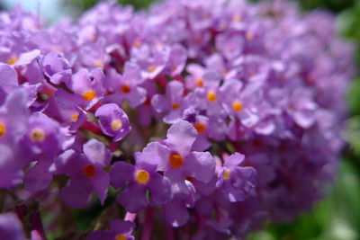 Close-up of purple flowering plant