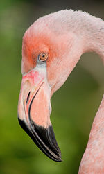 Close-up of bird