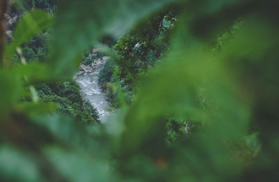 Close-up of water drops on moss