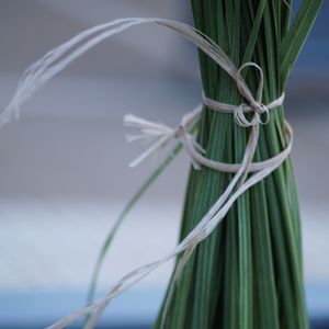 Close-up of rope tied on plant