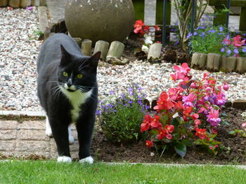 Portrait of cat by flower plants