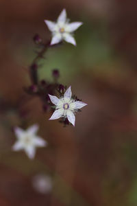 Close-up of white flowering plant