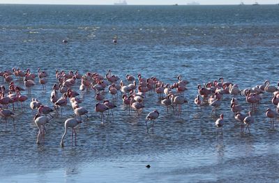 Flock of seagulls on beach