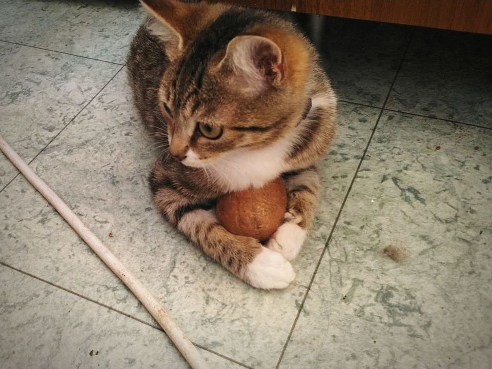 domestic cat, animal themes, one animal, pets, domestic animals, cat, mammal, feline, high angle view, tiled floor, no people, sitting, relaxation, day, indoors