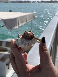 Live sea shell, life in hard protect, gods creatures, undersea treasures, treasure between fingers