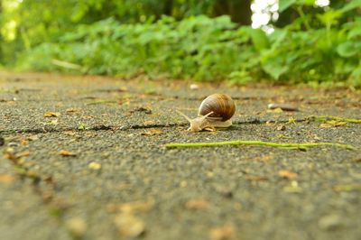 Close-up of snail