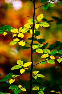 Close-up of fresh green leaves