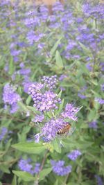 Close-up of insect on purple flowering plant