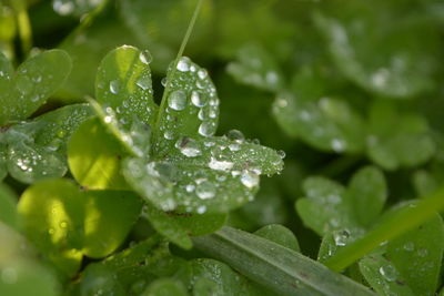 Close-up of water drops on leaf