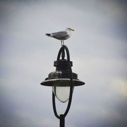 Low angle view of street light against sky