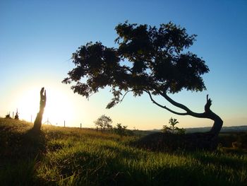 Man on tree at sunset