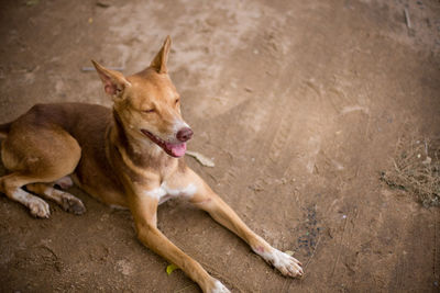 Close-up of dog looking away