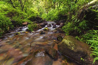 Stream flowing through rocks in forest