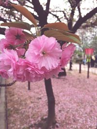 Close-up of pink flowers