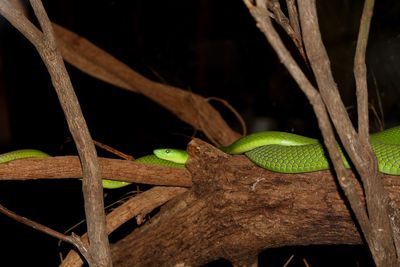 Close-up of lizard on plant at night