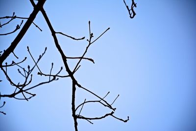 Low angle view of bare tree against blue sky