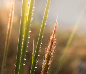 Close-up of wet grass