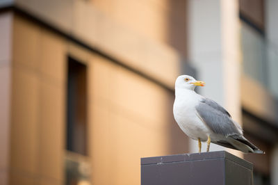 Bird perching on railing