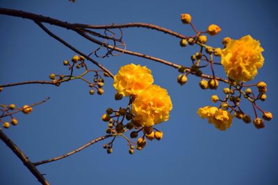 Low angle view of yellow tree against clear sky