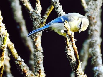 Close-up of bird perching outdoors