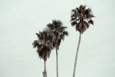 Low angle view of palm tree against clear sky