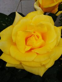 Close-up of yellow rose