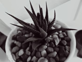Close-up of potted plant