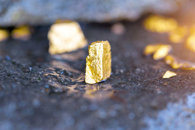 Close-up of yellow leaf on rock