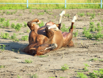 Horse lying on field