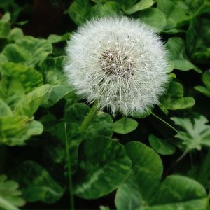 Close-up of dandelion